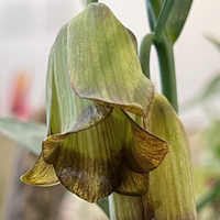 Fritillaria acmopetala